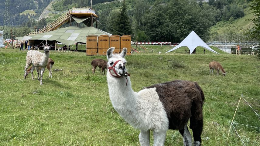 Nos lamas davant la piramida. fotografia: Fadrina Hofmann