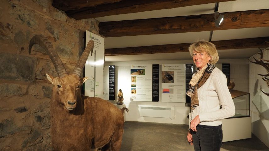 Annemarie Brülisauer vor einem Prunkstück im Museum Alpin, dem viel beachteten Steinbock.