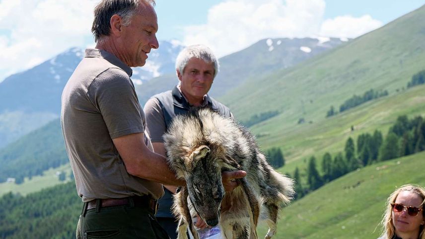 Thomas Wehrli zeigt den Teilnehmenden das Fell eines Wolfes, im Hintergrund Gianni Largiadèr. Foto: Jon Duschletta