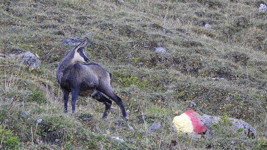 Wildschutzgebiete sind rot-gelb markiert. Foto: Standeskanzlei Graubünden