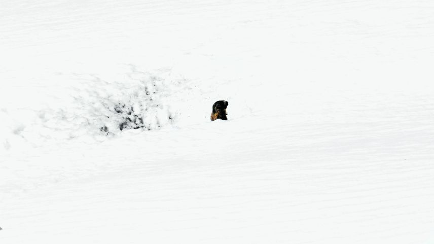 Ein letzter Gruss. Für die Murmeltiere hat der Winterschlaf begonnen. Foto: Schweizerischer Nationalpark / Domenic Godly