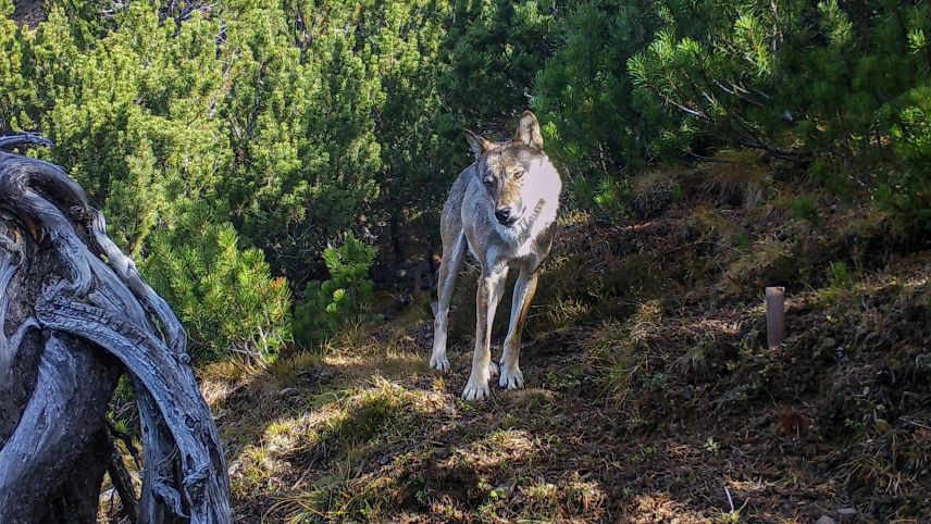 Jägerinnen und Jäger dürfen während der Hochsaison auch Wölfe schiessen. Foto: SNP
