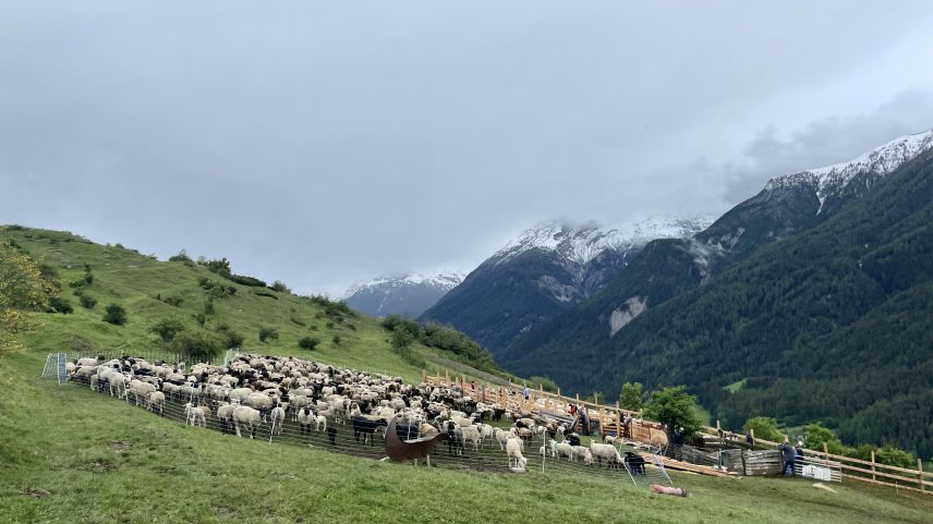 Insgesamt 1000 Schafe sind diesen Sommer auf der Alp Buzzera.  Foto: Fadrina Hofmann