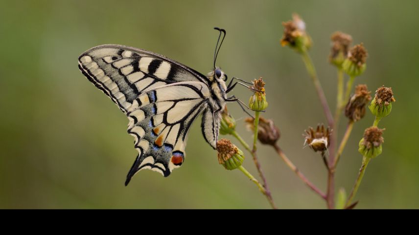Auch Schmetterlinge lassen sich mit der App bestimmen. Foto: Pro Natura / Christian Rösti