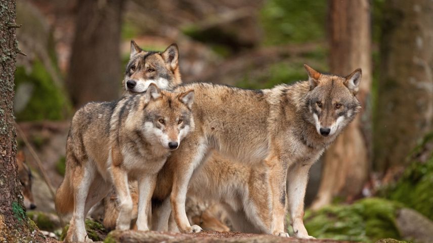 Die Wölfe vermehren sich in Graubünden. Foto: Shutterstock