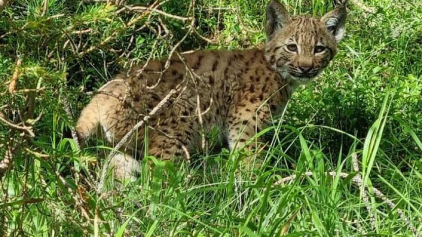 Neugierig blickt der junge Luchs in Richtung Kamera. Foto: Cilgia Saluz