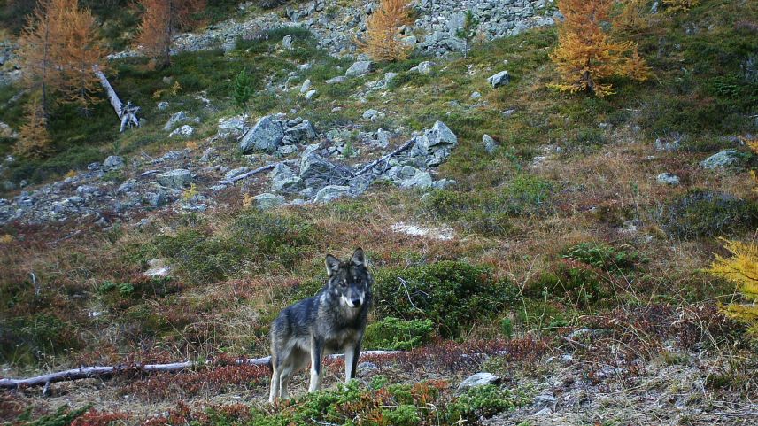 Der Kanton will die Wolfspopulation regulieren. Foto: Gruppe Wolf Schweiz