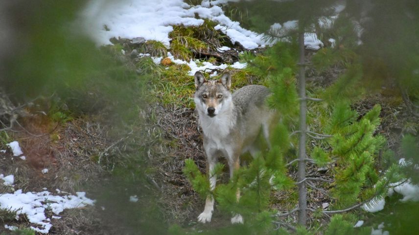 Der Wolf ist nach wie vor in aller Munde. Foto: Claudio Irniger / SNP