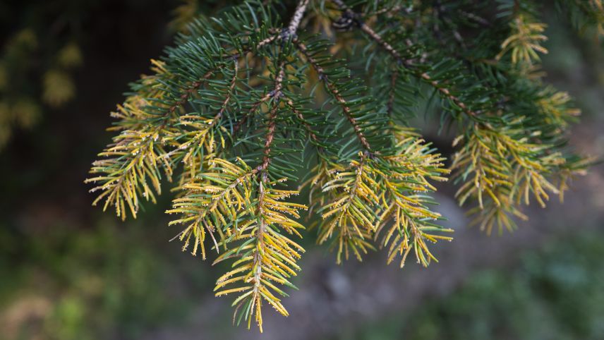 Dem aufmerksamen Wanderer und Bergsteiger sind bereits jetzt schon «goldene» Nadeln an den Bäumen aufgefallen. Jedoch nur bei der Fichte. Ursache für die Verfärbung ist ein Pilzbefall. Fotos: Mayk Wendt