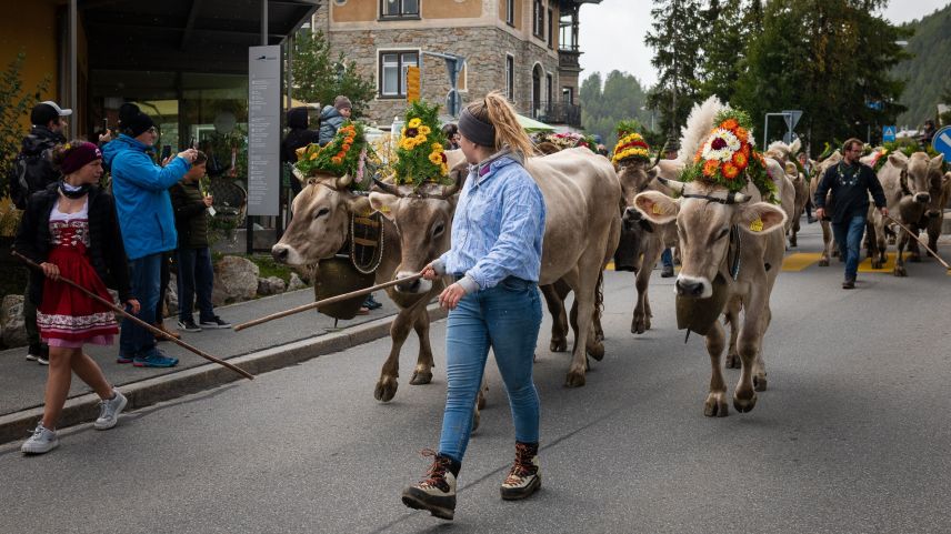 Am 21. September findet wieder der farbenfrohe Alpabzug in Celerina statt. 