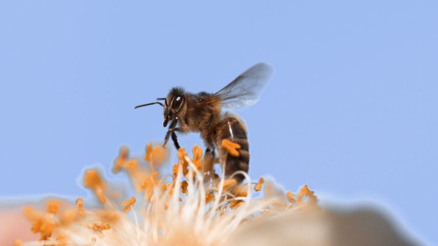  Die Mellifera-Biene ist wahrlich ein wenig dunkler als andere Bienenarten. Deswegen wird sie auch «Dunkle Biene» genannt. Im Engadin wird sie selten gehalten. Foto: Shutterstock/slowmotiongli