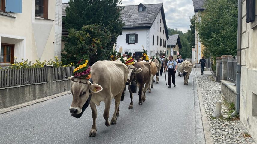 Impressionen vom Alpabzug in Celerina. Foto: Reto Stifel