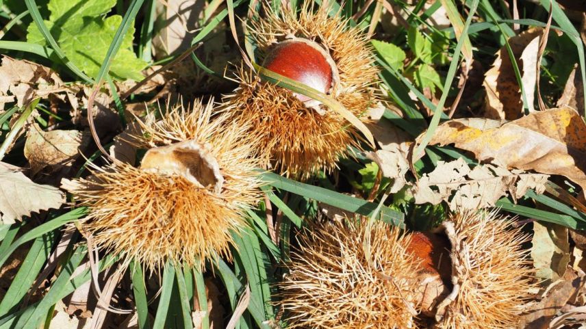 Die stachelige Frucht in ihrer ganzen Vielfalt. Ab Samstag wird ihr ein dreiwöchiges Fest gewidmet. Foto: Archiv EP