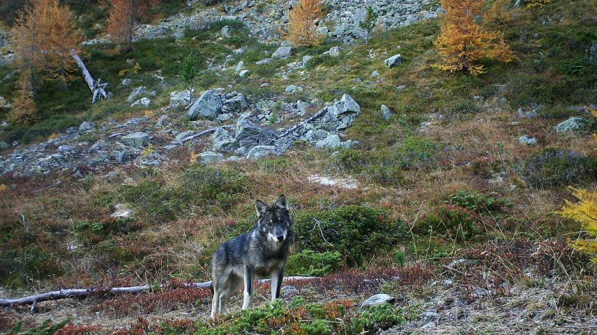 Der Abschuss des Wolfrudels Fuorn im Gebiet rund um Zernez ist freigegeben. Foto: Gruppe Wolf Schweiz