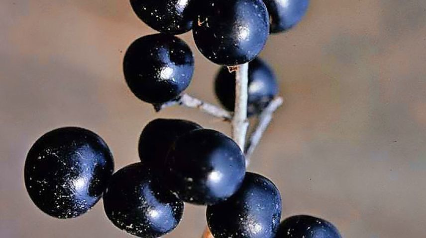 Ligusterbeeren und Ligusterblüten sind ansprechend anzuschauen. Fotos: Jürg Baeder