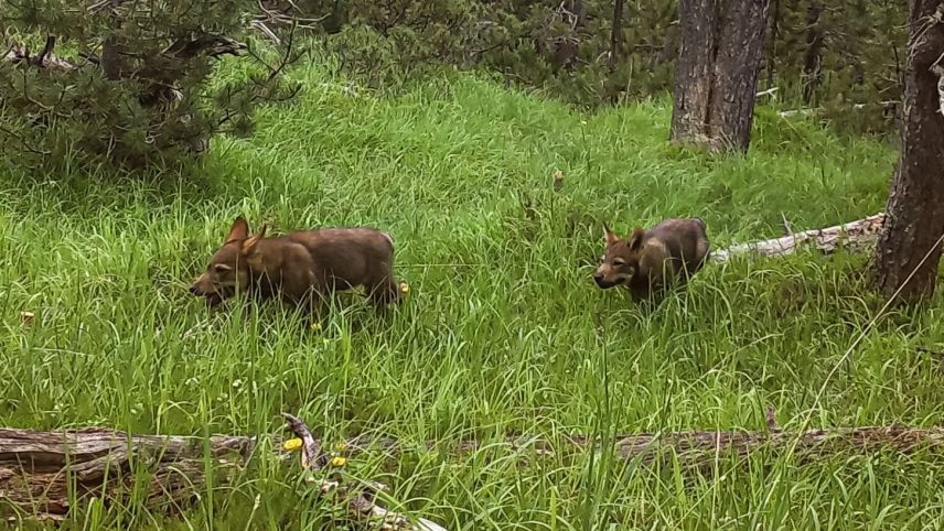 Die Jungwölfe werden zuerst geschossen. Foto: Schweizerischer Nationalpark