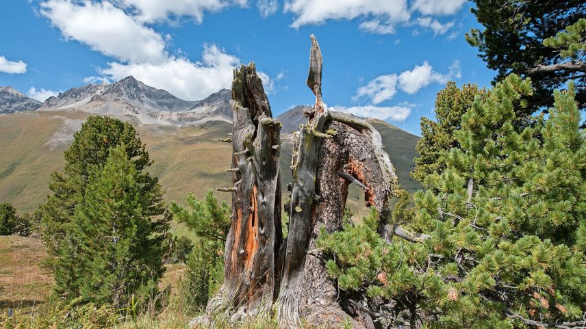 Dank der alten Bäume im God da Tamangur sind heute die Temperaturverhältnisse in der Umgebung von S-charl seit mindestens 400 Jahren bekannt. Foto: z. Vfg