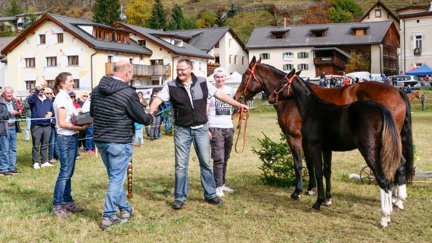 Andri Pua aus Sent gewinnt mit seinem Freibergerfohlen «Ennio A.P.» das erstmalige Ostschweizer Fohlenchampionat. Fotos: Jon Duschletta