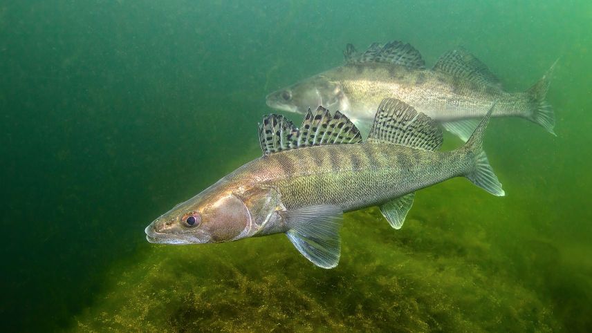 Der Zander ist einer der wichtigsten Brotfische für die Berufs- und Angelfischerei. Foto: z. Vfg