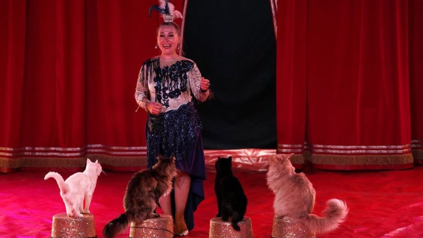 Anelya Roslyakova mit ihren geliebten Hauskatzen. Foto: Alexander Leumann
