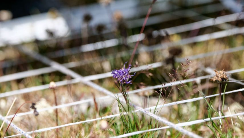 Während der Untersuchungen der Gipfelflora wurden in jeweils vier Untersuchungsfeldern pro Berggipfel minutiös jeder Grashalm, jedes verdorrte Pflänzchen und jede blühende Blume erfasst und mit früheren Erhebungen verglichen. Foto: Jon Duschletta