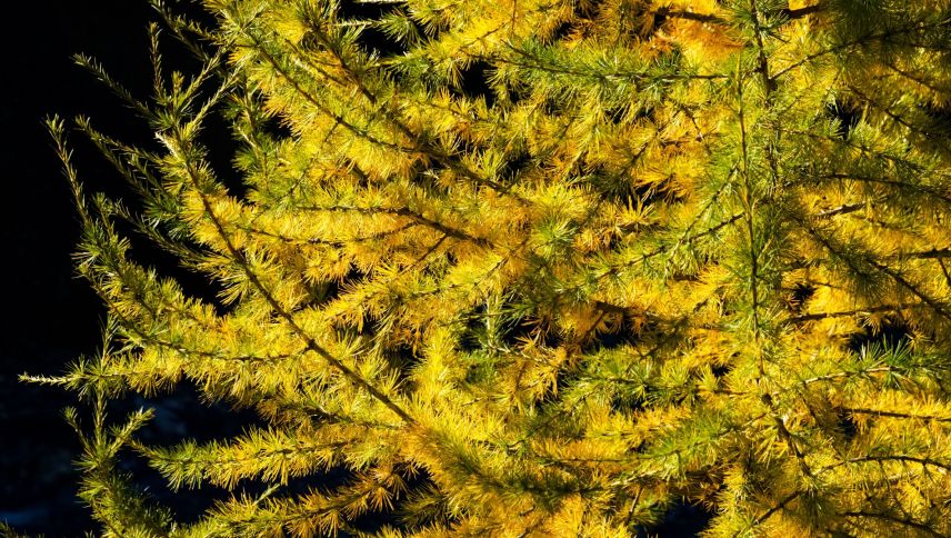 Ein leuchtendes Farbenspiel: Im Herbst verwandeln sich die Nadeln der Lärchen in ein goldenes Feuerwerk. Foto: Barbara Esther Siegrist