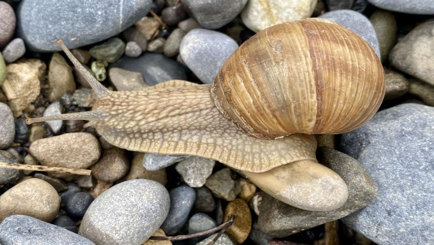 Weinbergschnecken werden erst mit drei bis vier Jahren geschlechtsreif und können bis zu 20 Jahre alt werden. Foto: David Jenny