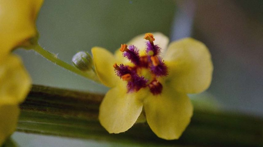 Die Blüten der Grossblütigen Königskerze sind gelb und enthalten interessante Wirkstoffe. Foto: Jürg Baeder