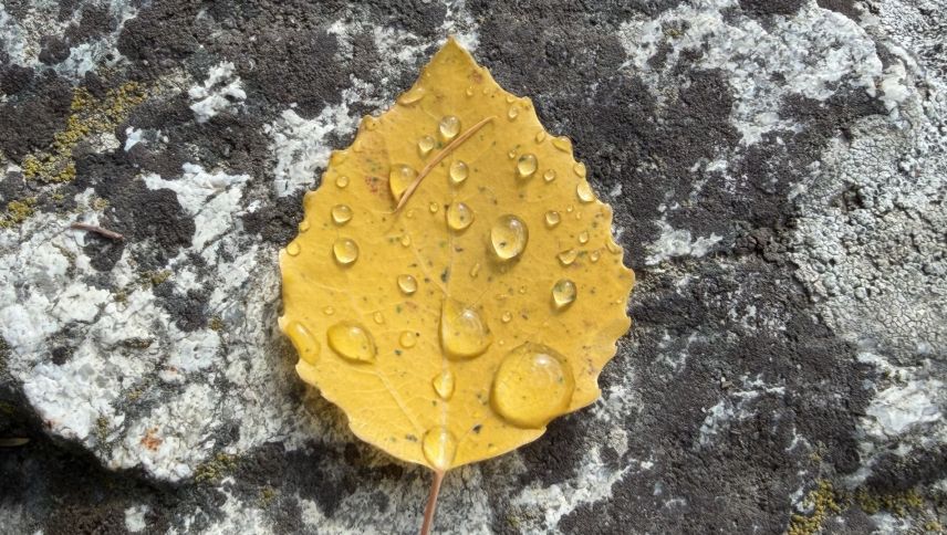 Herbstfarben. Foto: Katharina von Salis