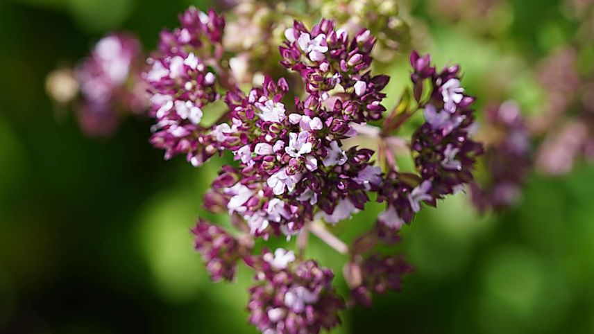 Dost ist oft Teil von Oregano Gewürzmischungen. Fotos: z. Vfg.