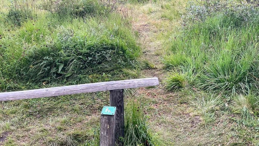Das kleine Hinweistäfelchen wird oft übersehen oder nicht beachtet. In diesem Sommer hat sich ein Weg in das Moor gebildet. Foto: Reto Stifel