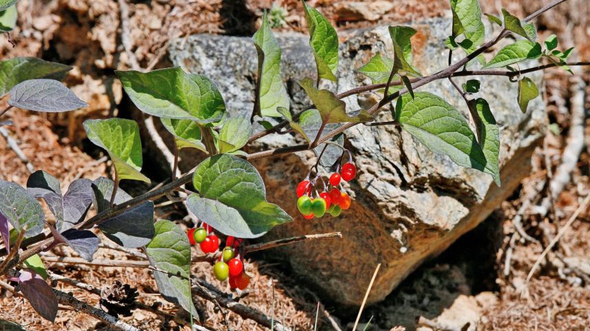 Die Giftigkeit der Beeren des Bittersüssen Nachtschattens nimmt mit zunehmender Reife ab. Foto: Valentin Pitsch