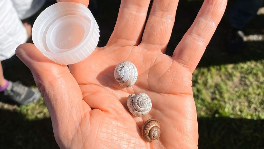 Die Gefleckte Schnirkelschrecke oder Baumschnecke ist im Verlauf der letzten 100 Jahre deutlich höher hinaufgestiegen. Foto: David Jenny