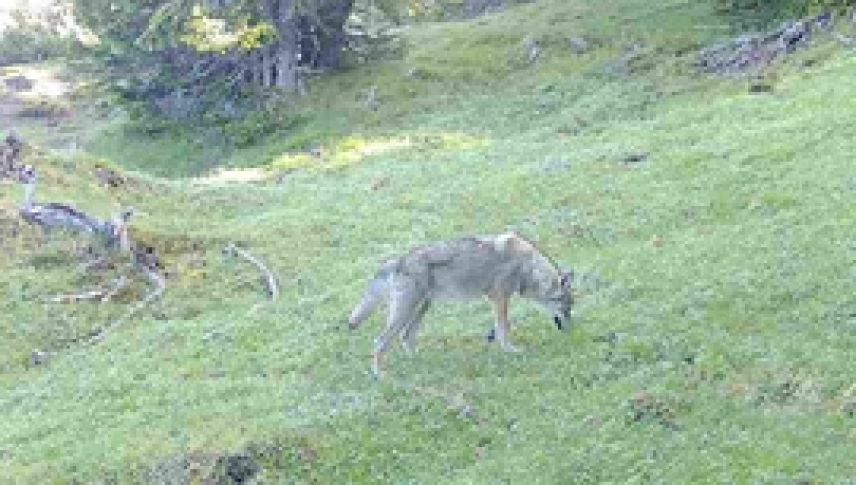 Foto: Amt für Jagd und Fischerei Graubünden