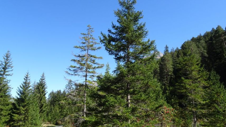 Für den Wald ist Trockenheit ein Stressfaktor. Foto: Giorgio Renz