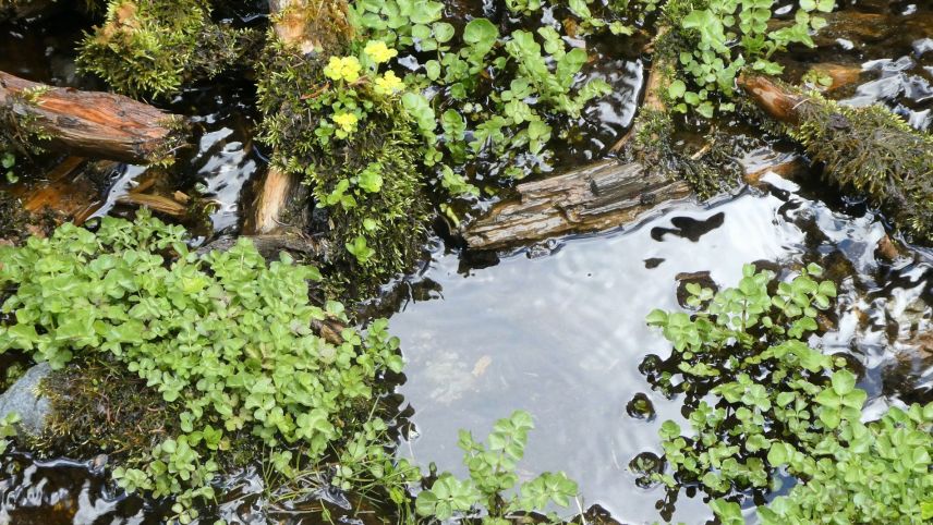 Die Brunnenkresse wächst bevorzugt in fliessenden, sauberen Gewässern und ist eine reichhaltige Quelle für Vitamine und Mineralstoffe. Foto: Jürg Baeder