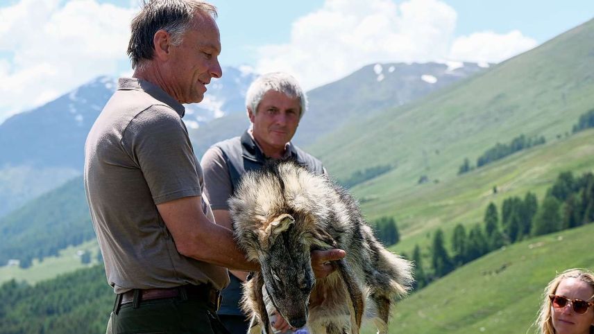 Thomas Wehrli zeigt den Teilnehmenden das Fell eines Wolfes, im Hintergrund Gianni Largiadèr. Foto: Jon Duschletta