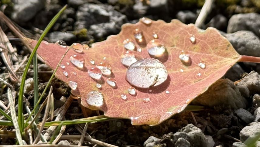 Herbstfarben. Foto: Katharina von Salis