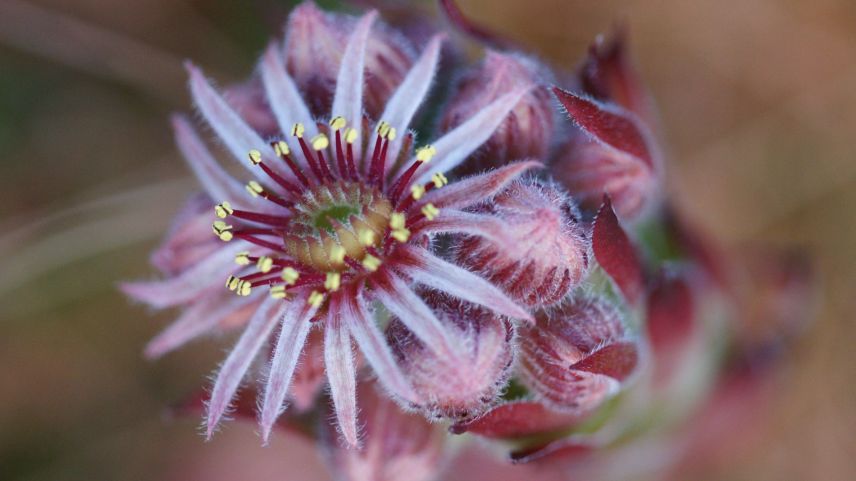 Diese schöne, grosse einzelne Blüte gehört zur Berg-Hauswurz. Foto: Jürg Baeder