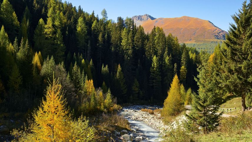 Im Val Trupchun zeigt sich der Herbst von seiner schönsten Seite. Die Lärchen färben sich goldgelb und verleihen der Landschaft am Eingang zum Schweizerischen Nationalpark einen besonderen Zauber. Foto: Barbara Esther Siegrist