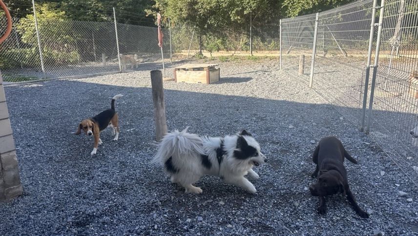  Im Tierhotel Ramosch wird gemeinsam gespielt und getobt – natürlich im angenehmen Schatten. Foto: Fabia Niggli