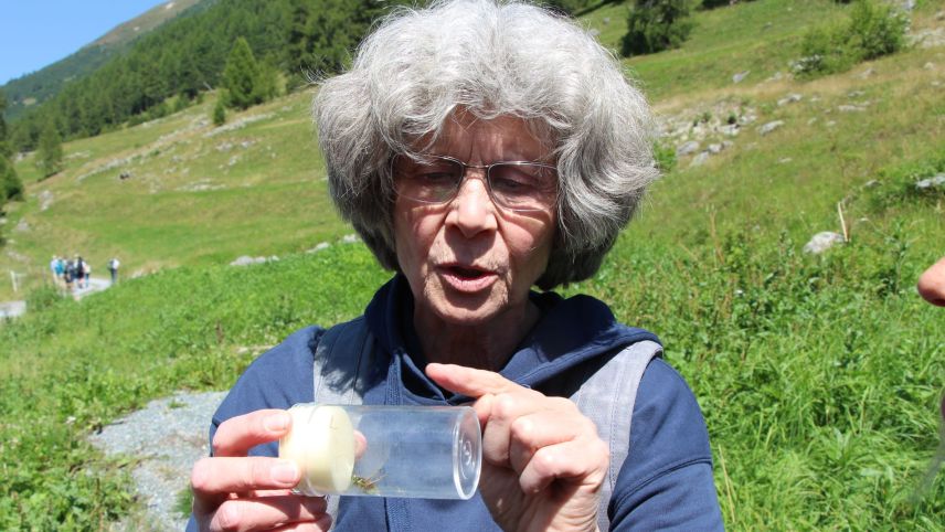 Angelika Abderhalden bestimmt die in der Val Susauna gefangenen Heuschrecken. Foto: Stefanie Wick Widmer