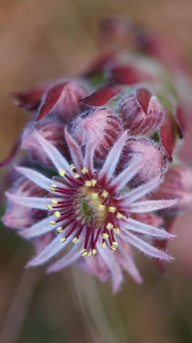 Diese schöne, grosse einzelne Blüte gehört zur Berg-Hauswurz. Foto: Jürg Baeder