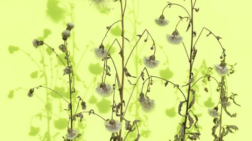 Gleich im Foyer des Hotels Saratz zu entdecken: Das Foto «Cirsium arvense» von Peter Vann. Foto: Peter Vann