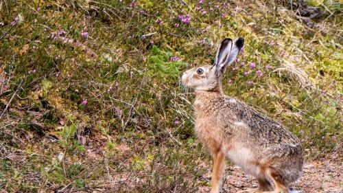 Der Feldhase ist unter anderem am kleinen schwarzen Strich am Schwanz erkennbar. Foto: Jon Duschletta