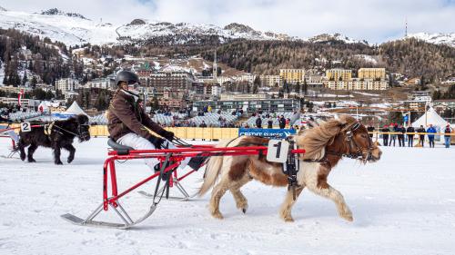 Santiago war der Liebling vieler. Das kleine Pony misst nur gerade 81 Zentimeter. Foto: Daniel Zaugg