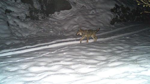 Foto: Amt für Jagd- und Fischerei