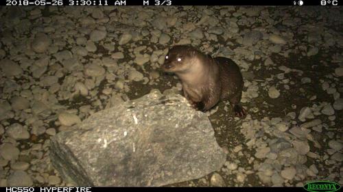 Foto: Amt für Jagd und Fischerei Graubünden