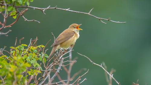 Il chanaröl lat: Acrocephalus palustris). fotografia: Shutterstock/Sander Meertins