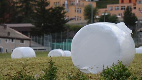 Ils purs in tuot l’Engiadina haun fin uossa pudieu racoglier traunter ün quart ed il dobel dapü fain cu la media dals  ultims ans (fotografia: Martin Camichel).